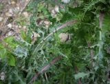 Sonchus asper