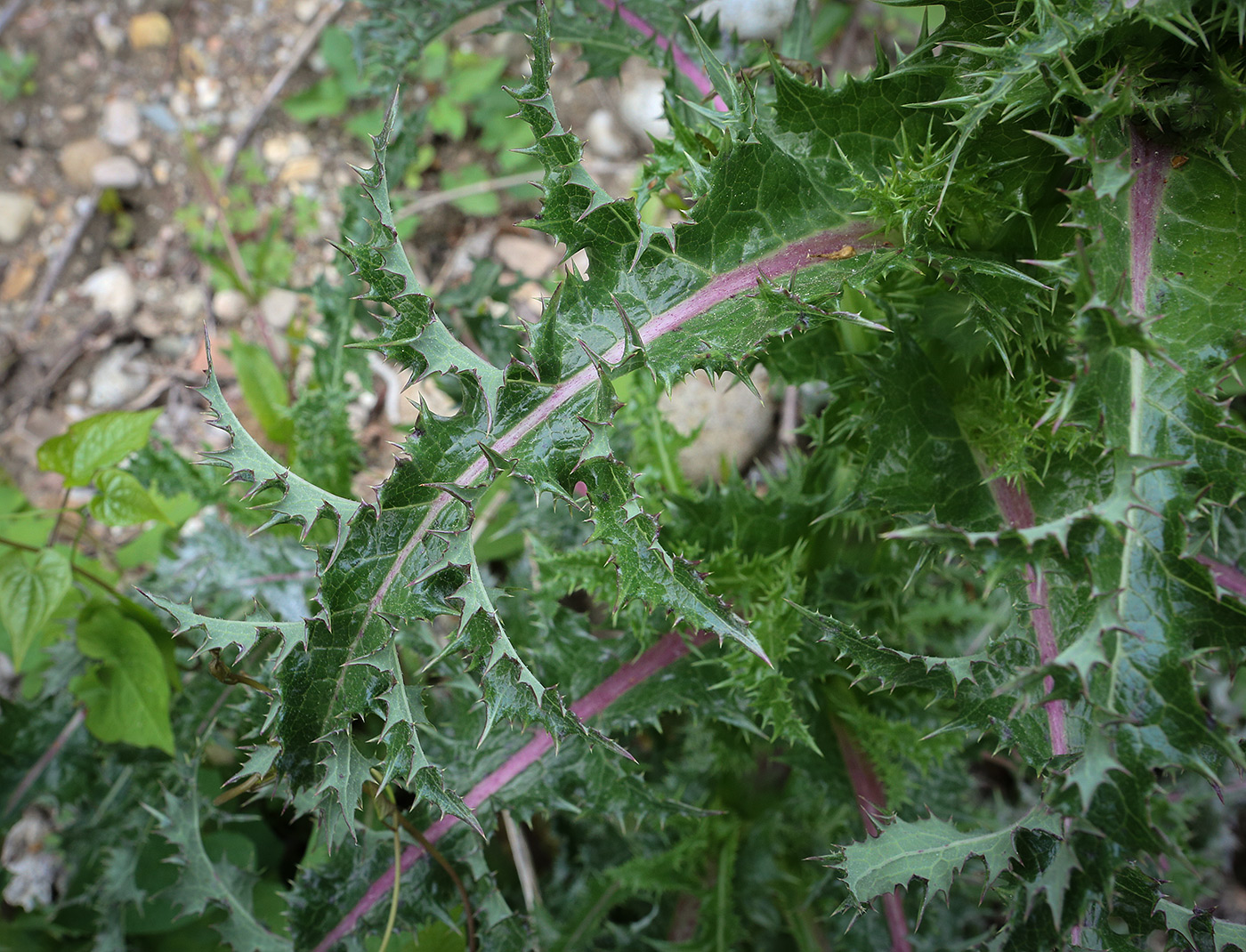Image of Sonchus asper specimen.