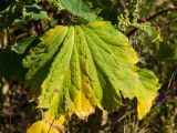 Cyclachaena xanthiifolia. Нижний лист в осенней окраске (вид с адаксиальной стороны). Башкортостан, Хайбуллинский р-н, с. Акъяр, долина р. Таналык, береговая терраса, разнотравный луг. 4 сентября 2023 г.