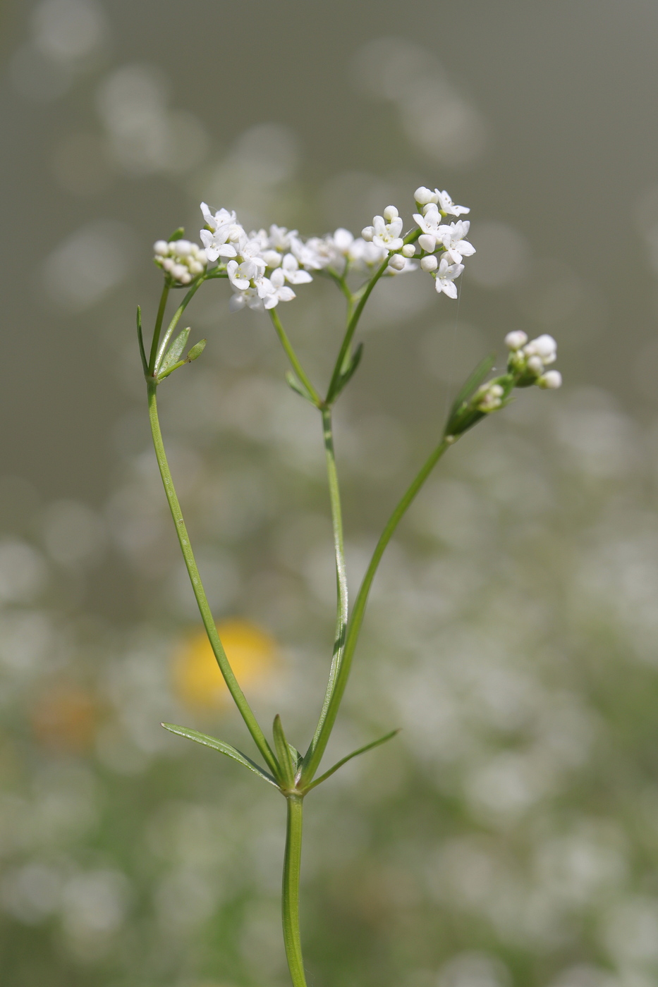 Image of Galium debile specimen.