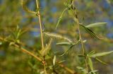 Salix alba