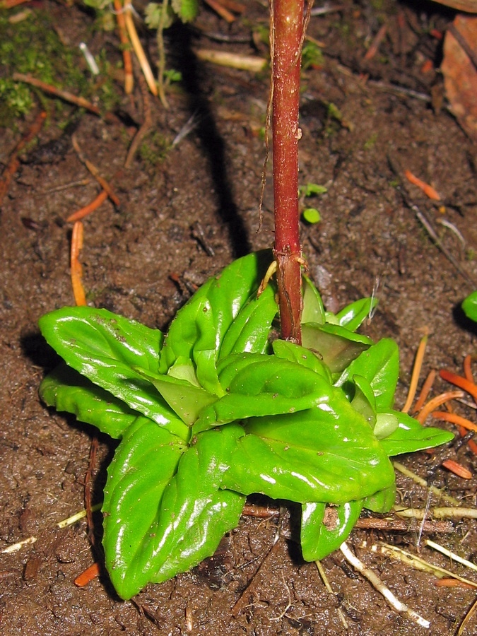 Изображение особи Epilobium adenocaulon.