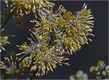 Thalictrum lucidum