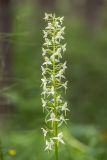 Platanthera chlorantha