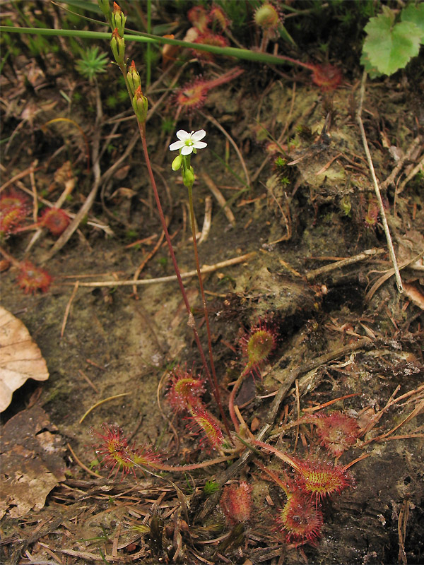 Image of Drosera rotundifolia specimen.