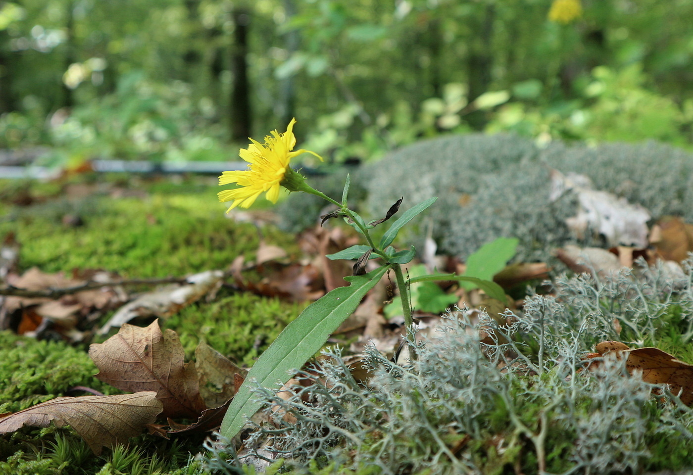 Изображение особи род Hieracium.