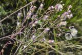 Erigeron acris