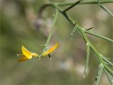 Genista acanthoclada