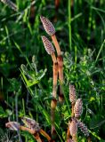 Equisetum pratense. Верхушки генеративных побегов. Брянская обл., г. Брянск, долина р. Десна, пойменный луг, окраина зарослей кустарников. 02.05.2024.