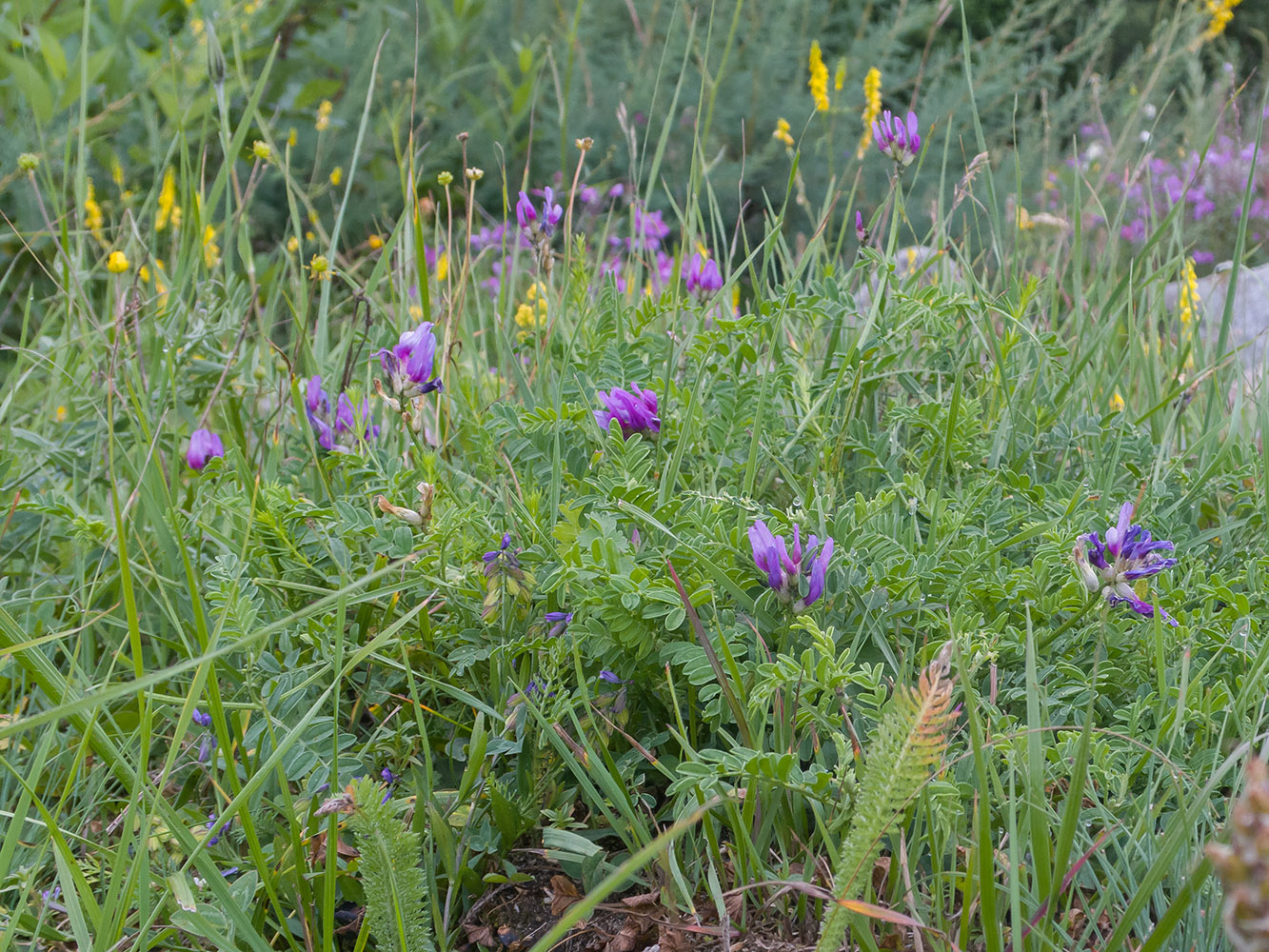 Image of Astragalus lasioglottis specimen.