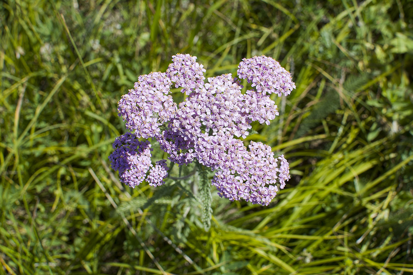 Image of Achillea asiatica specimen.