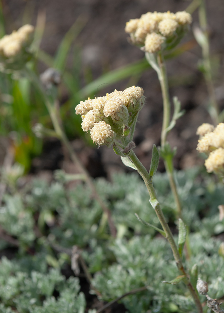 Image of Artemisia glomerata specimen.