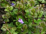 Glechoma hederacea. Побеги в начале цветения. Киев, Святошино, 20 апреля 2008 г.