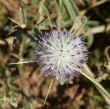 Centaurea iberica. Соцветие (вид сверху). Узбекистан, Ташкентская обл., Кибрайский р-н, окр. кишлака Майский, предгорные холмы. 17.06.2015.