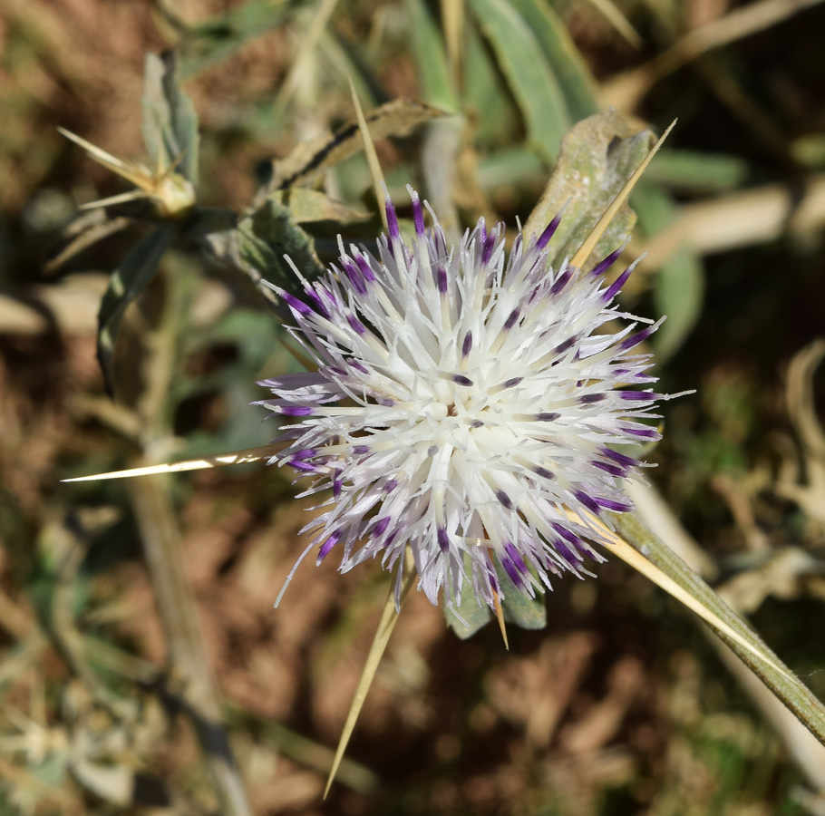 Изображение особи Centaurea iberica.