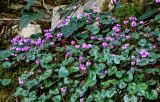 Cyclamen coum