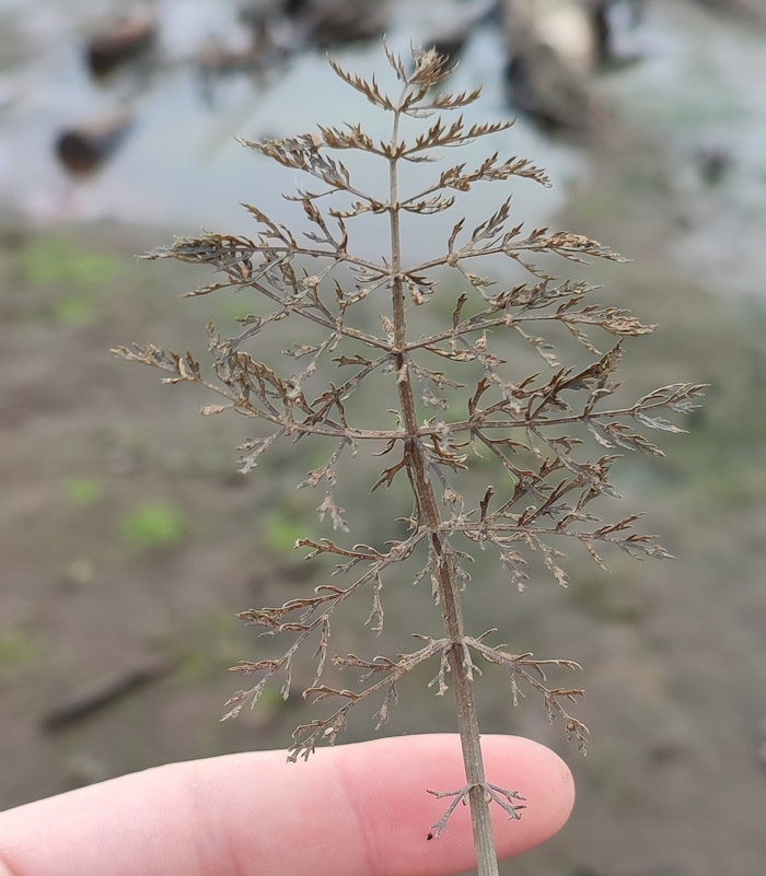 Изображение особи Sium latifolium.