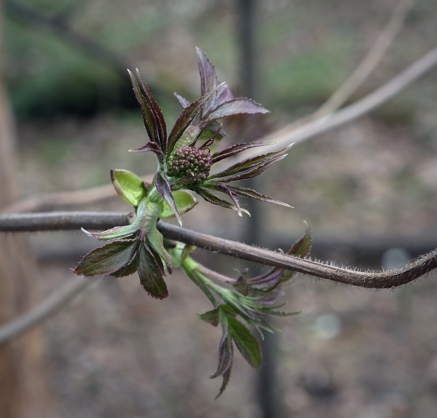 Image of Sambucus sibirica specimen.