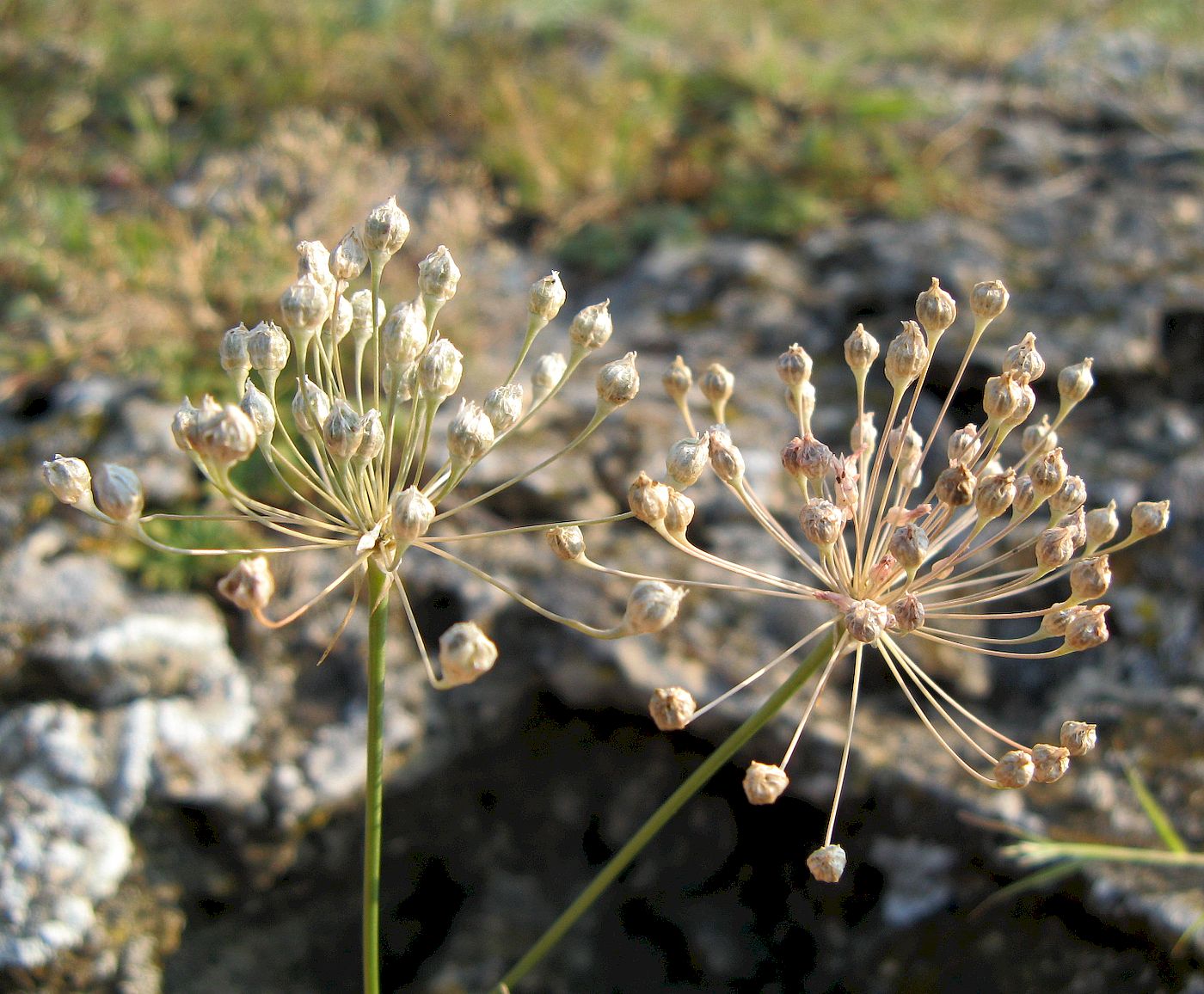 Image of Allium inaequale specimen.