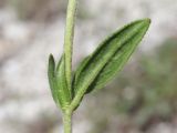 Helianthemum grandiflorum. Часть побега с листьями и прилистниками. Крым, Севастополь, окр. с. Терновка, сланцевый известняковый склон. 18.05.2025.