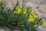 Onosma taurica