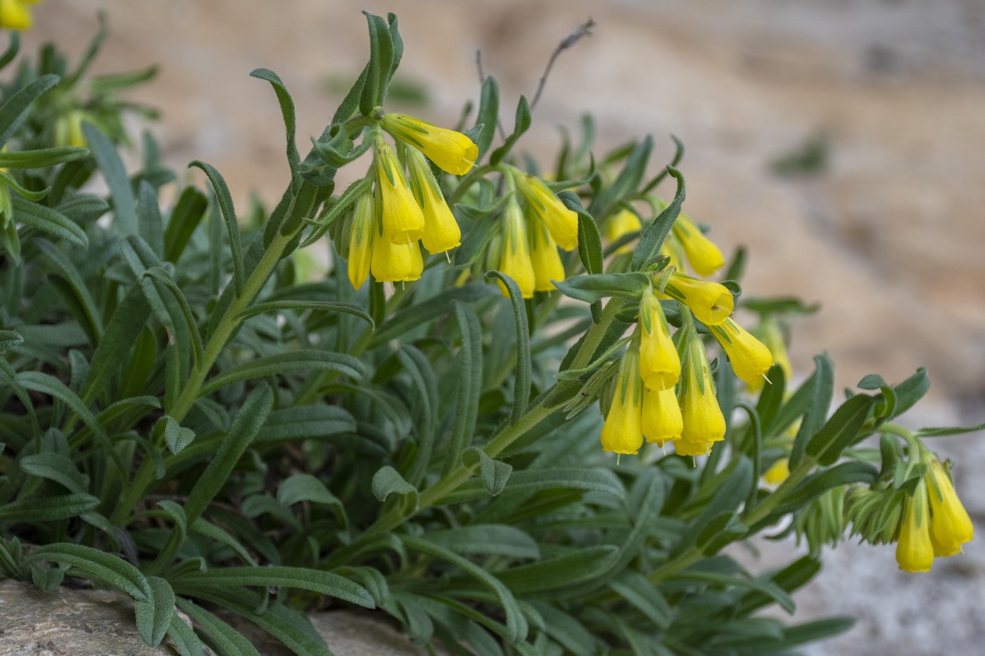 Image of Onosma taurica specimen.