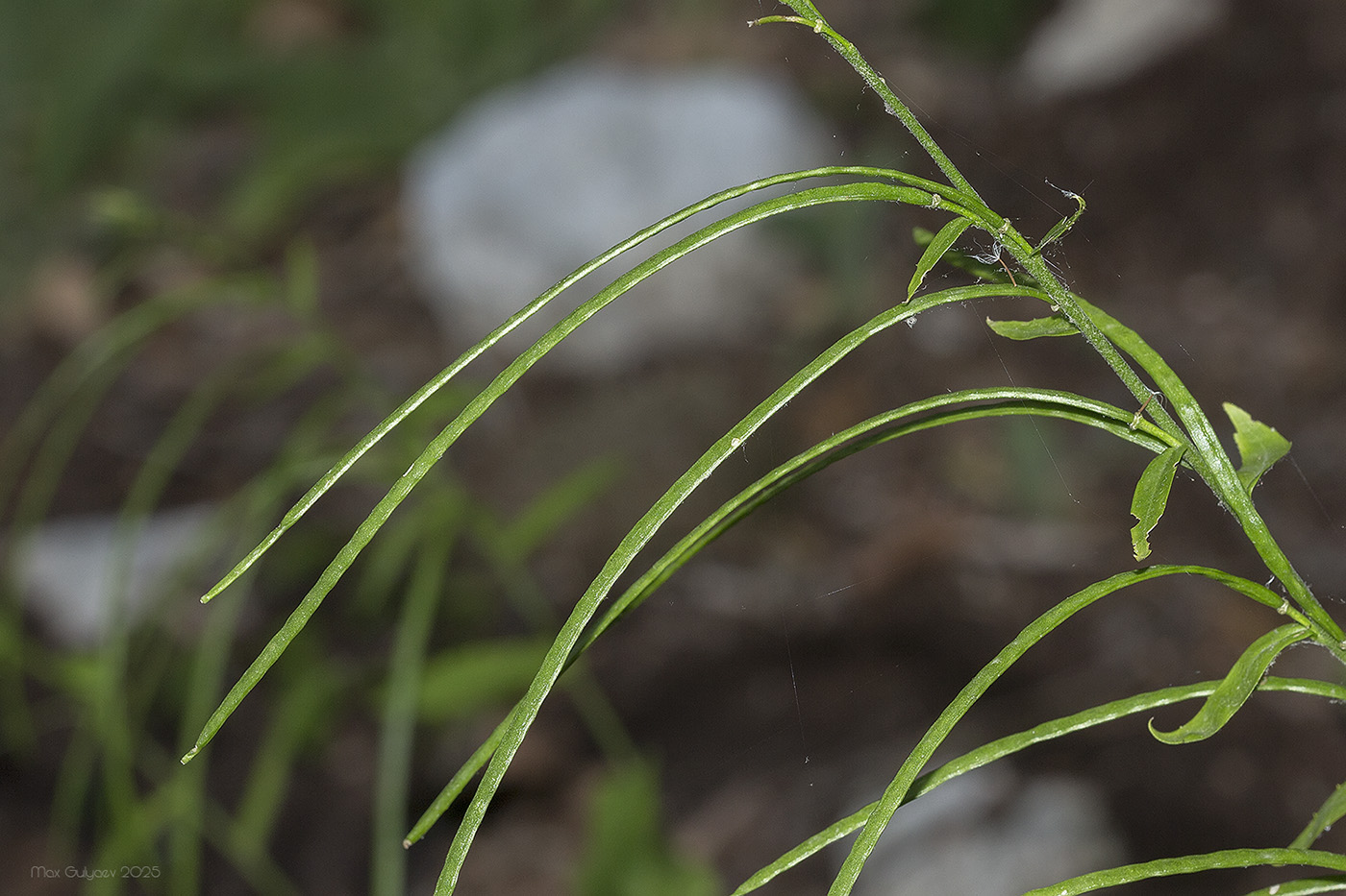 Изображение особи Arabis turrita.
