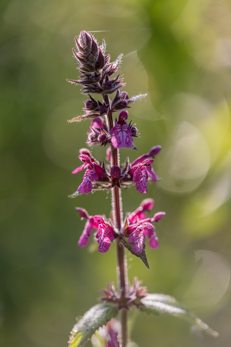 Image of Stachys sylvatica specimen.