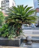 Cycas revoluta. Вегетирующие растения. Китай, пров. Цзянсу, г. Сучжоу, в культуре. 27.05.2025.