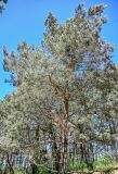 Pinus sylvestris. Крона взрослого дерева. Калининградская обл., Зеленоградский р-н, Куршская коса, опушка сосняка. 30.06.2025.