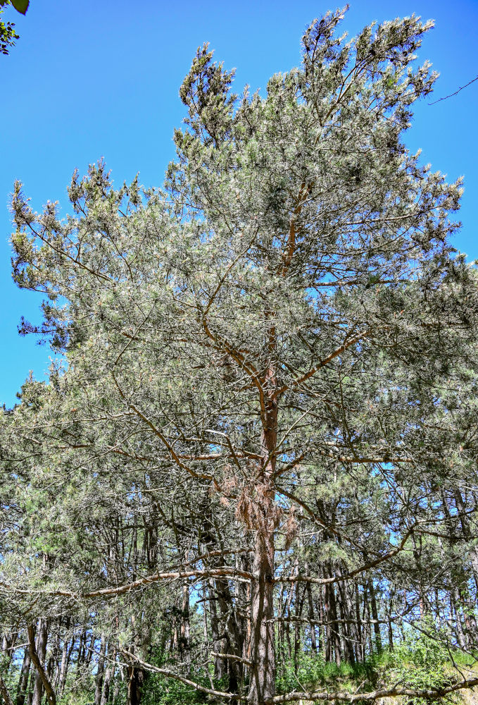 Изображение особи Pinus sylvestris.
