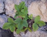 Potentilla micrantha