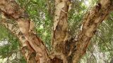Betula pamirica. Часть кроны взрослого дерева. Таджикистан, Горно-Бадахшанская автономная обл., Рушанский р-н, хр. Сарезский, восточная часть Сарезского оз., р. Берёзовая, тугай. 6 июля 2025 г.