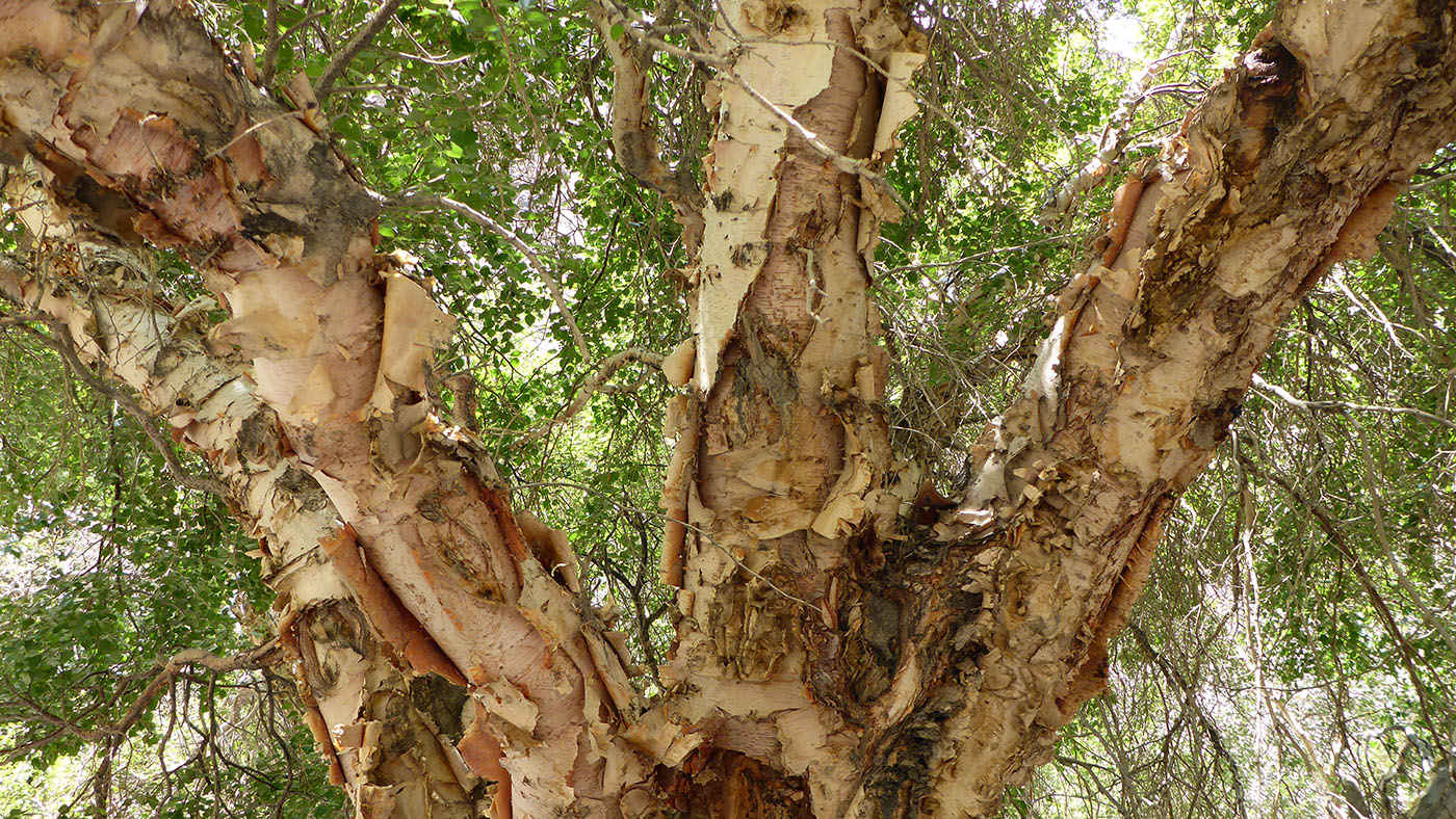 Изображение особи Betula pamirica.