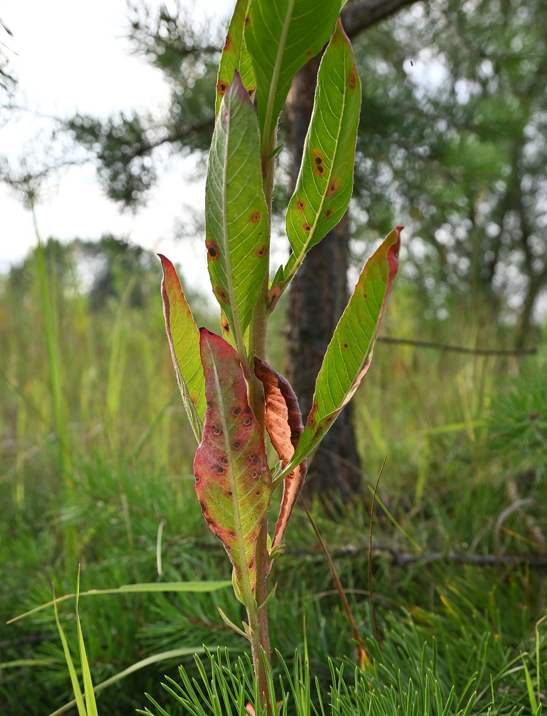 Image of Oenothera biennis specimen.