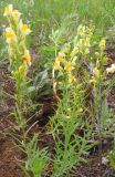 Linaria acutiloba. Цветущее растение. Читинская обл., Акшинский р-н, окр. пос. Курулга. 30.06.2004.