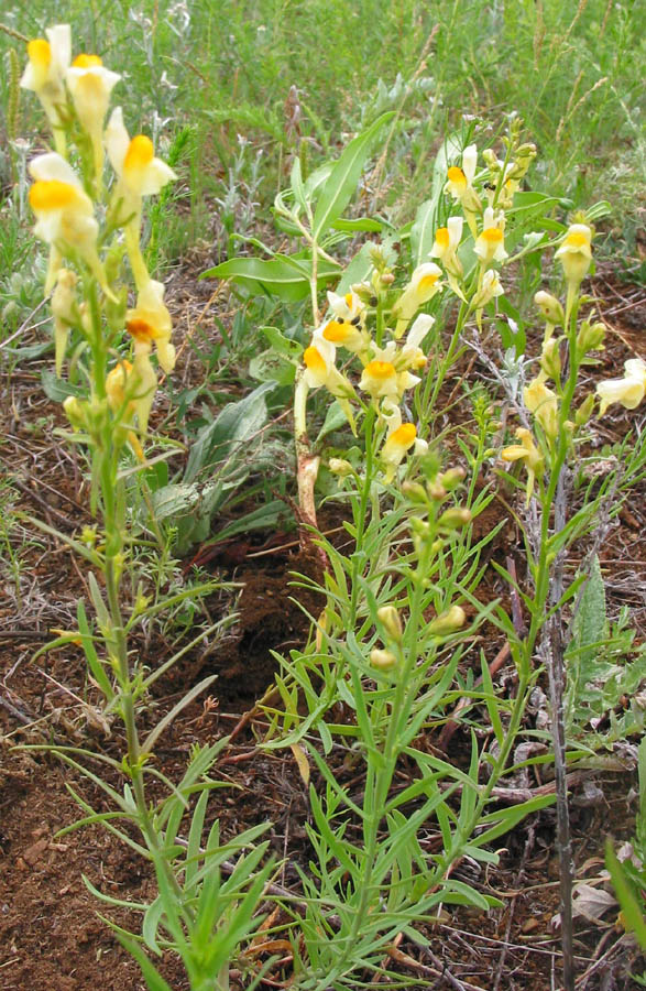 Изображение особи Linaria acutiloba.