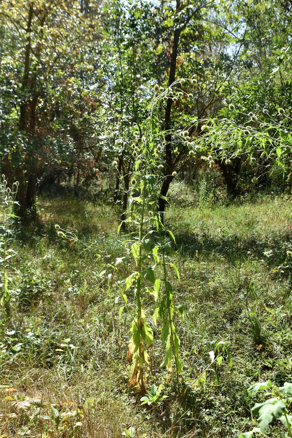 Image of Dipsacus gmelinii specimen.