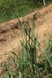 Calamagrostis epigeios. Растение с развивающимися соцветиями. Витебская обл., окр. дер. Сурмино, оз, сухой кустарничково-зеленомо-лишайниковый сосняк на песке, край противопожарной канавы. 14.06.2025.