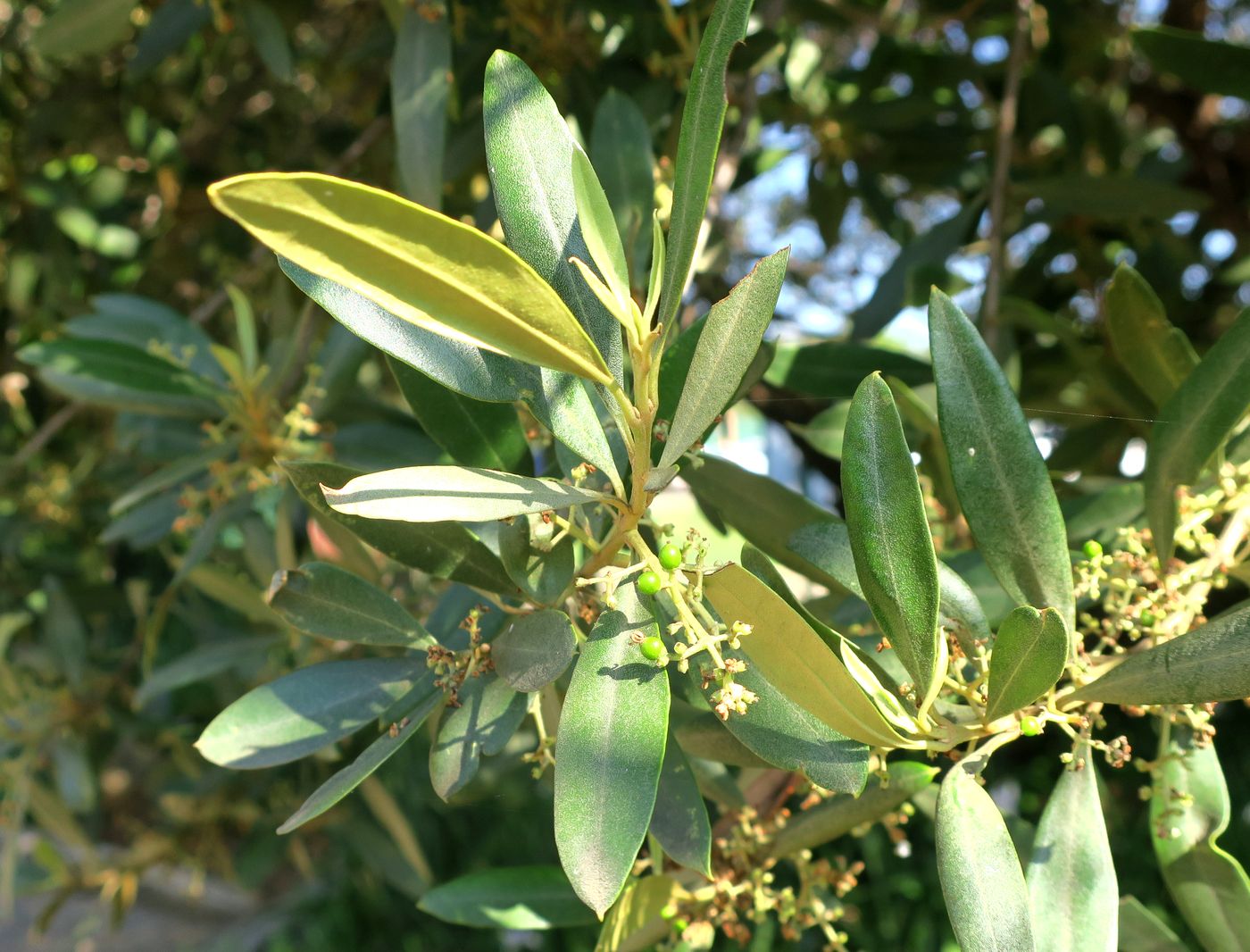 Image of Olea europaea specimen.