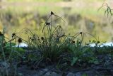 Cyperus michelianus. Плодоносящее растение. Приморский край, Уссурийский ГО, окр. ж.-д. пл. 9194 км, дол. р. Раздольная на левом берегу, пойма, на илистой отмели. 22.09.2025.