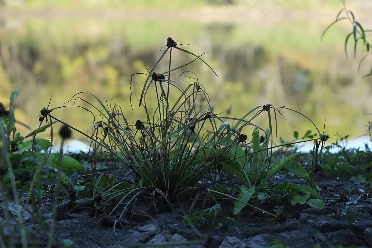 Image of Cyperus michelianus specimen.