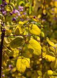 Thalictrum delavayi. Часть листа (вид на адаксиальную сторону) в осенней окраске и сидящими на абаксиальной поверхности тлями и часть соцветия с бутонами. Пермь, Ленинский р-н, набережная Камы, в озеленении. 1 сентября 2024 г.