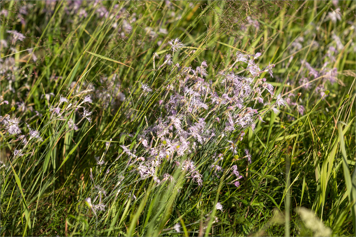 Image of Dianthus superbus specimen.