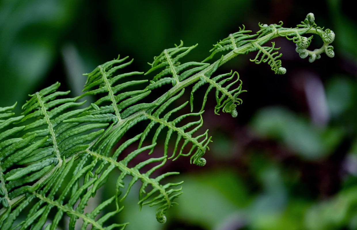 Изображение особи Pteridium aquilinum.