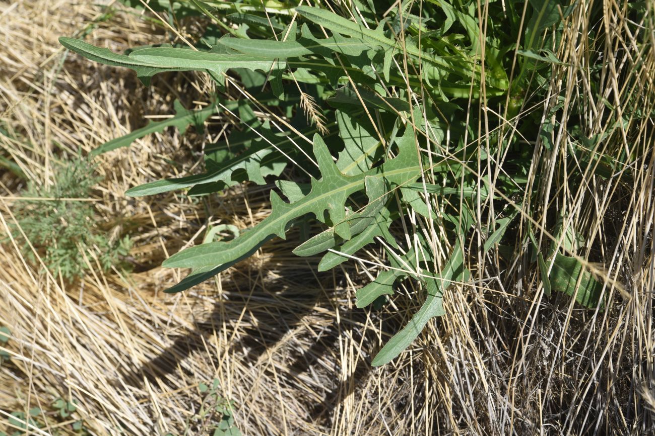 Изображение особи семейство Asteraceae.