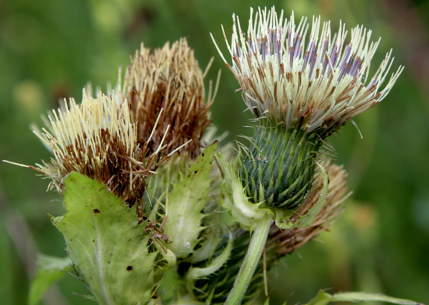 Изображение особи Cirsium oleraceum.