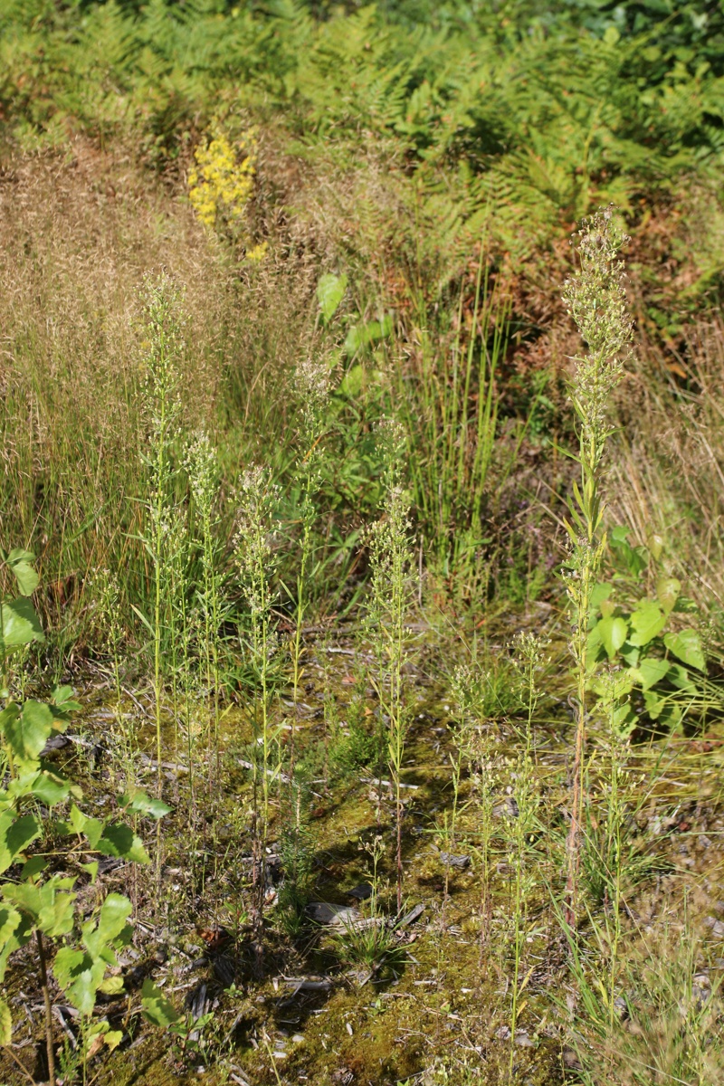 Изображение особи Conyza canadensis.