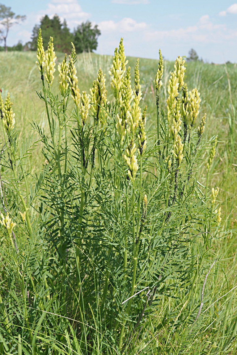 Image of Astragalus asper specimen.