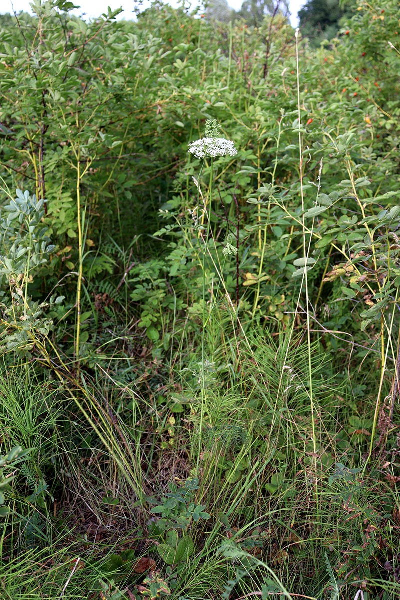 Image of Kadenia dubia specimen.